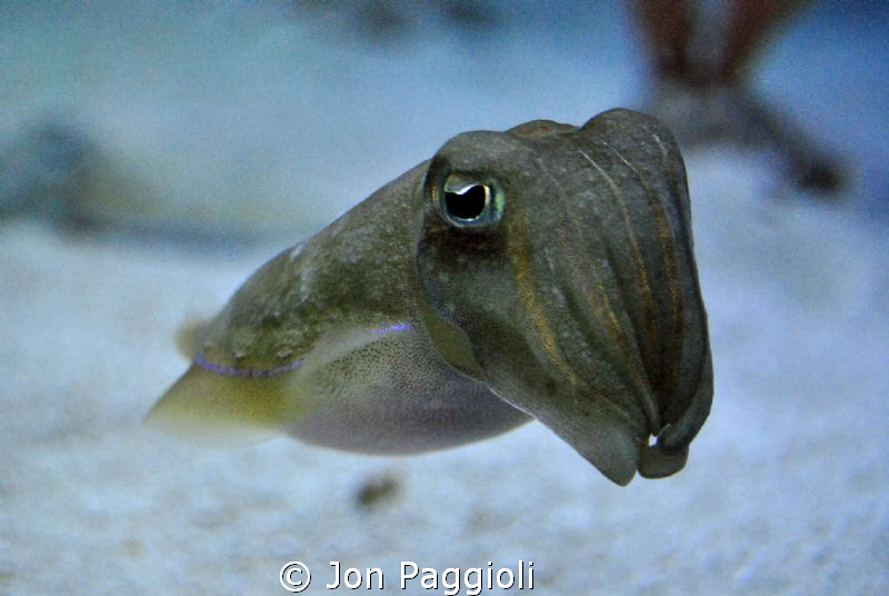 little guy checking me out ! by Jon Paggioli 
