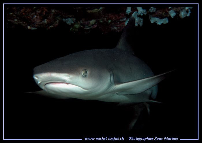 Young shark.. ;O)... by Michel Lonfat 