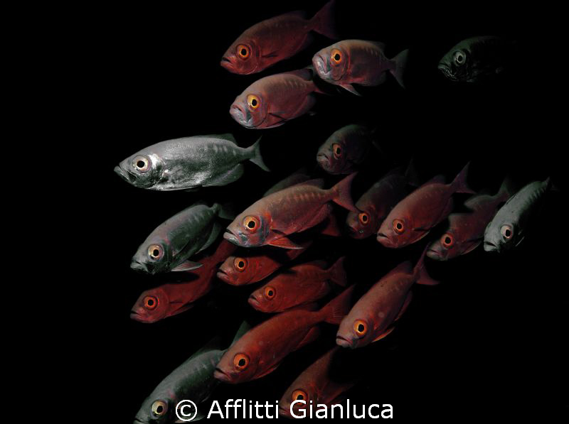shoal... by Afflitti Gianluca 