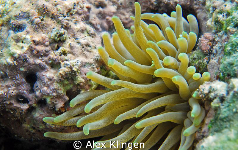 Anemone by Alex Klingen 