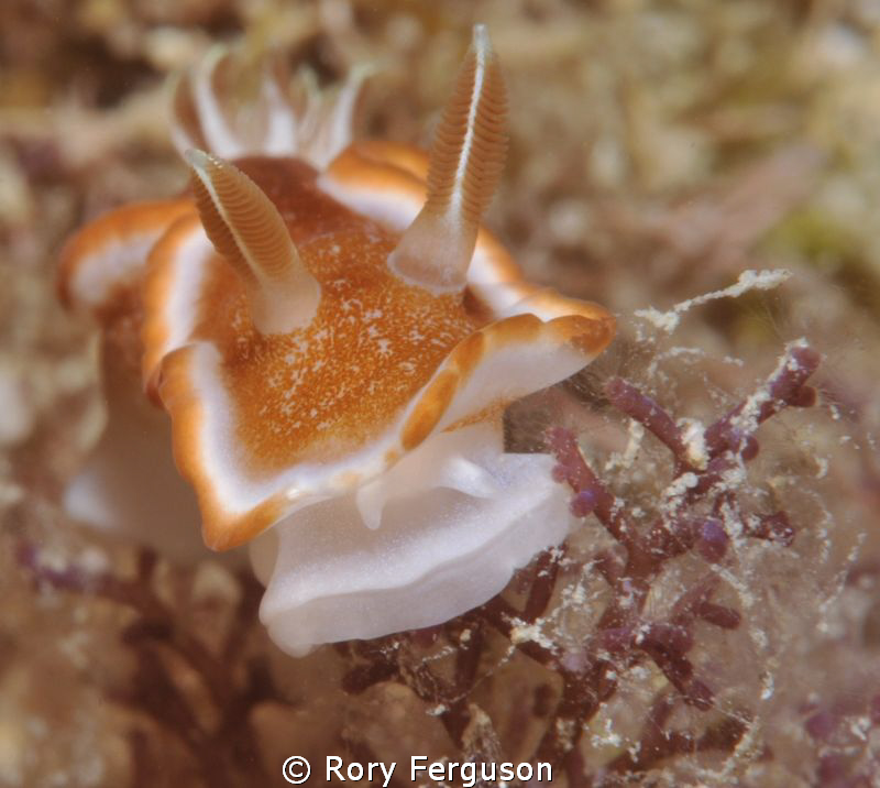 Red-margined Glossodoris by Rory Ferguson 