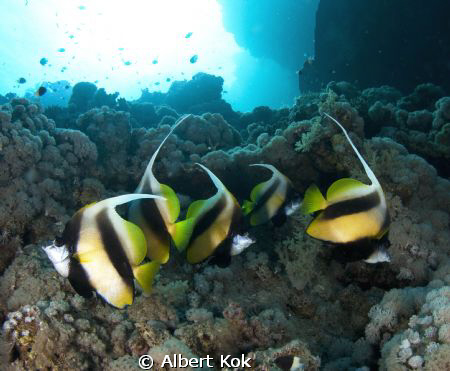 banner fish over a sunlit reef by Albert Kok 
