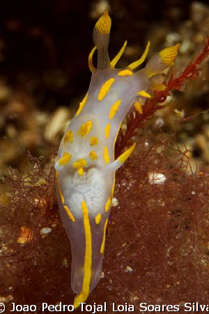 Polycera quadrilineata shot 13m deep using Canon EOS 350D... by Joao Pedro Tojal Loia Soares Silva 
