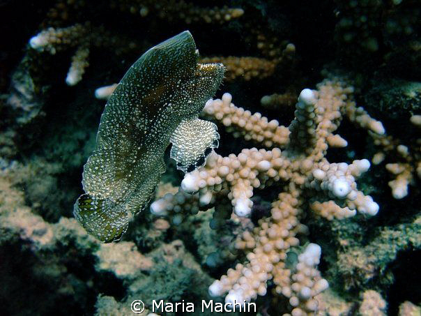 This little chap was lying on the bottom of sand around 5... by Maria Machin 