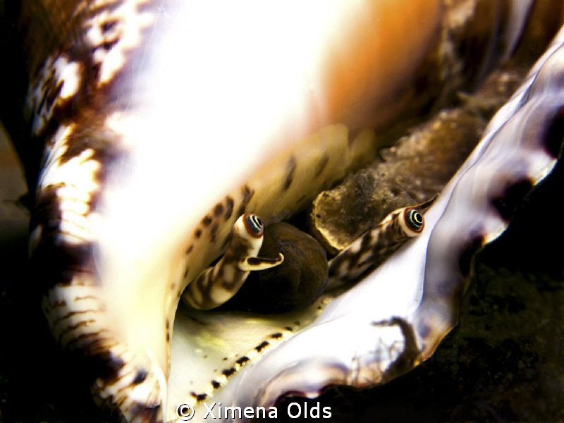 Eyes of a conch 
Nikon D7000 105 mm Ikelite strobes and ... by Ximena Olds 