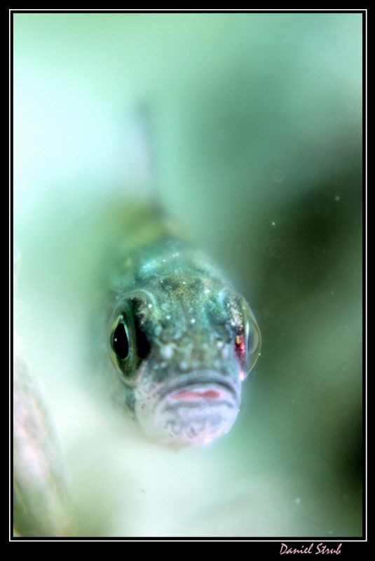 Young pearch :-D by Daniel Strub 