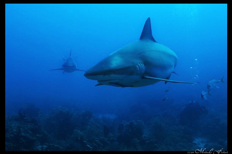 The name of this site, Cara-a-Cara, or "face to face" did... by Matthew Fischbach 