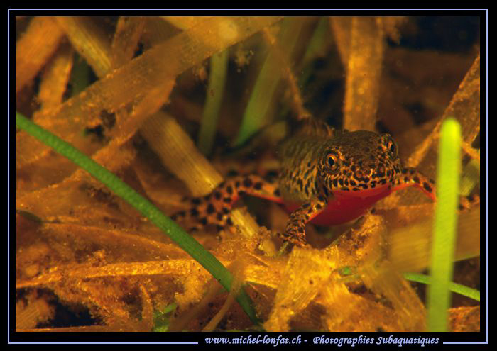 Great encounter with this Alpine newt... Que du bonheur..... by Michel Lonfat 