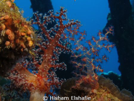 Soft Coral, at Carnatic Wreck by Hisham Elshafie 