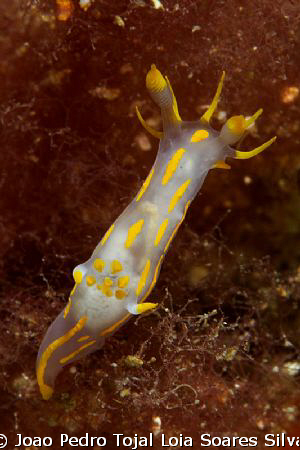 Polycera quadrilineata shot 13m deep using Canon EOS 350D... by Joao Pedro Tojal Loia Soares Silva 