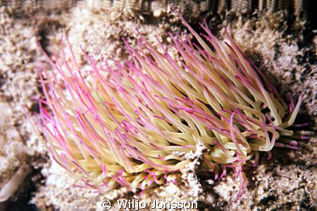 Sea anemone in shallow water near Kalamata by Wiljo Jonsson 