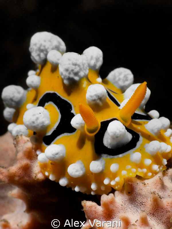 Phyllidia ocellata by Alex Varani 