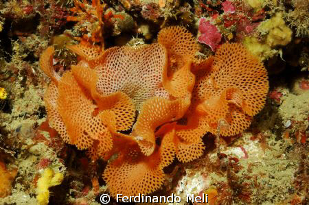 Sertella septentrionalis by Ferdinando Meli 