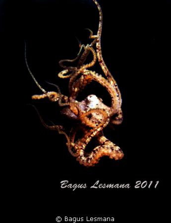 Mimic Octopus Dancing by Bagus Lesmana 