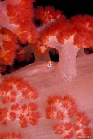 Manado-indonesia. f90x + 105mm hous. Igloo. by Acquadro Clemente 