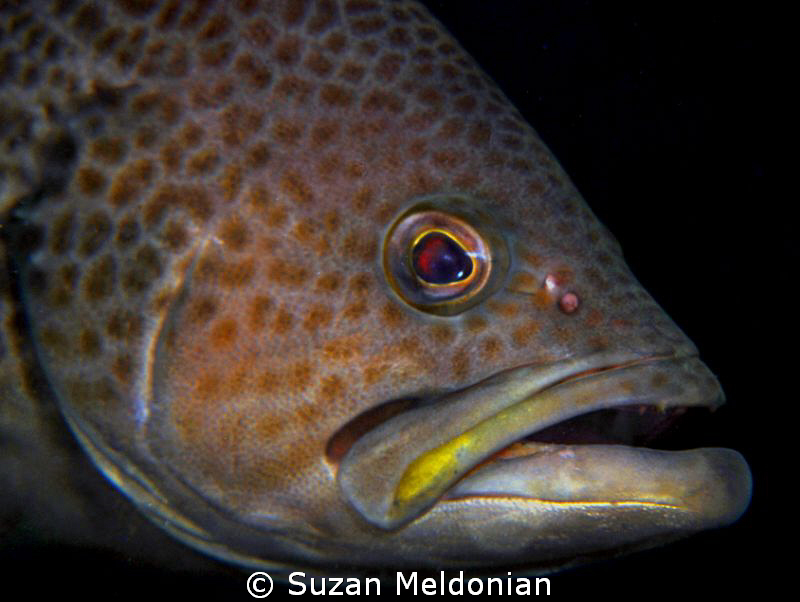 .. but of course you may have a closer look... by Suzan Meldonian 