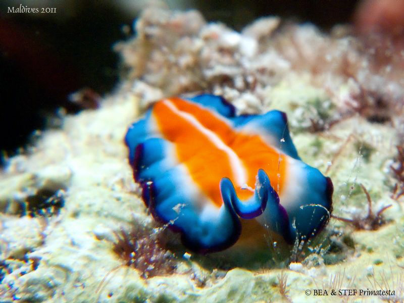 Flatworm (Pseudoceros suzzanae) by Bea & Stef Primatesta 