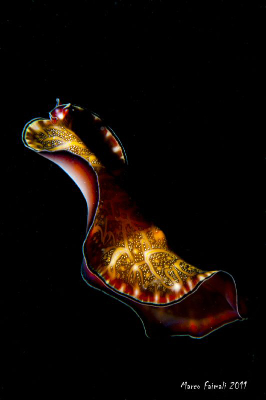 Nightswimming.......

(Persian carpet flatworms - Pseud... by Marco Faimali 