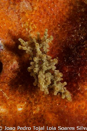 The elusive Aegires punctilucens, one of the nudibranch s... by Joao Pedro Tojal Loia Soares Silva 
