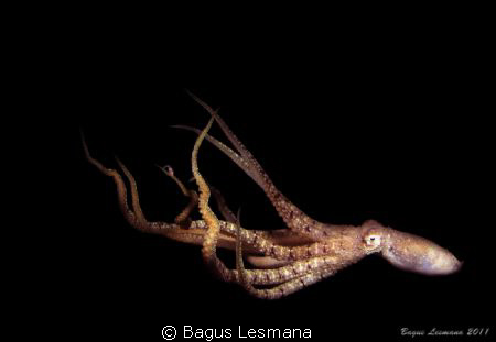So Elegant..... by Bagus Lesmana 