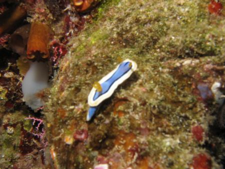Taken at Manado, Indonesia by Dennis Siau 