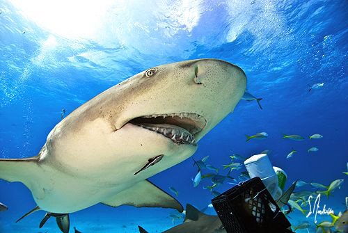 The Lemon Sharks always seem to have a good bit of charac... by Steven Anderson 