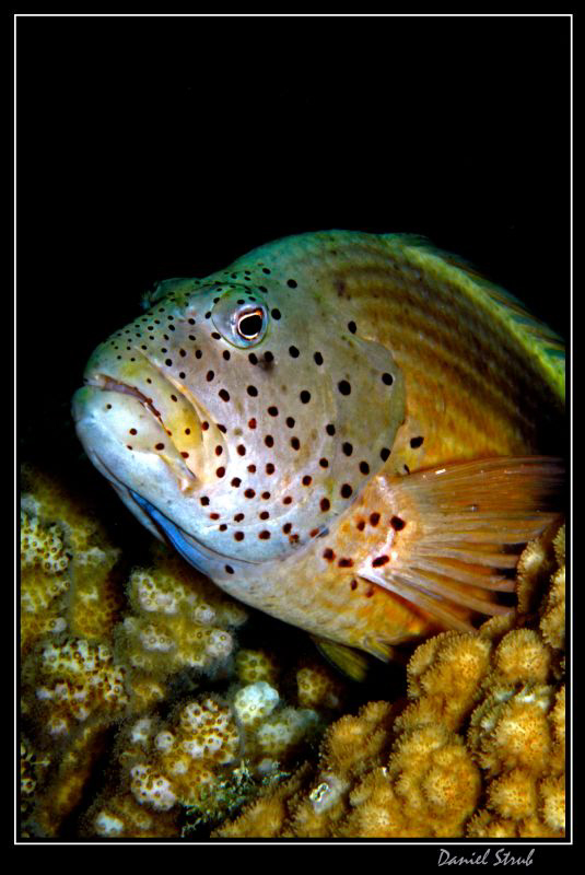 Hawkfish on his "mirador" :-D by Daniel Strub 