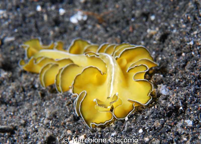 Worm
Nikon D200, 60 micro , twin strobo
Lembeh strait by Marchione Giacomo 