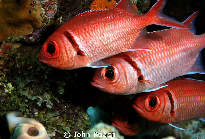 Squirrel Fish by John Roach 