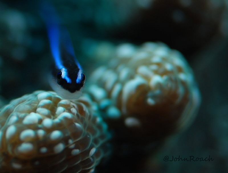 Neon Goby  Utila Honduras C.A. by John Roach 