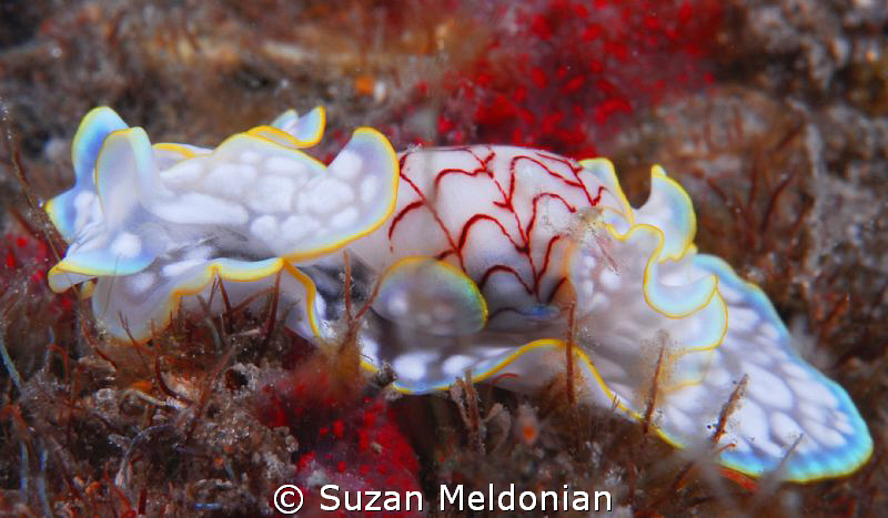 Miniature melo, 'Micromelo undatus'  munching red by Suzan Meldonian 