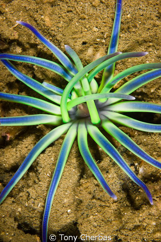 Flower in the Muck by Tony Cherbas 