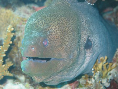 murene, photo was taken in march 2005 in Hurgada Egypt by Frank Spijkers 