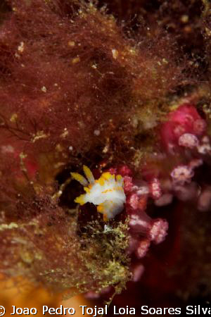 A tiny Limacia clavigera sniffing around. Shot using Cano... by Joao Pedro Tojal Loia Soares Silva 