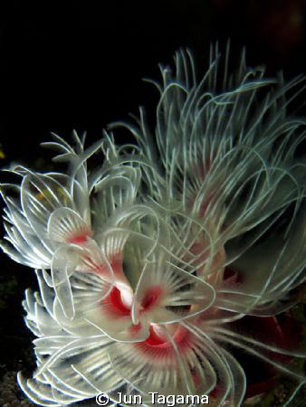 worm in strong current, using g12 + 165ucl by Jun Tagama 