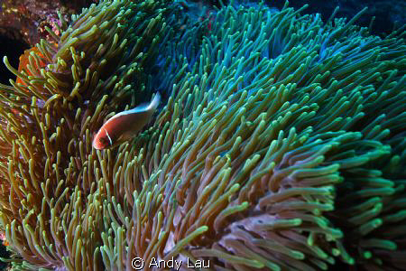 canon 350d   sea&seaflash x 2 by Andy Lau 