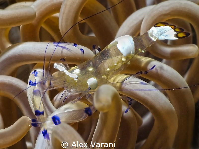 Periclemenes sp. on anemone by Alex Varani 