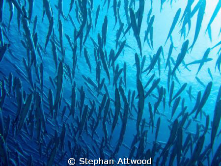 Spot the bonefish :) - Looking up to the surface at the t... by Stephan Attwood 