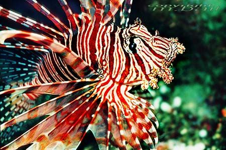 sulawesi/manado/lionfish/Nik.RS by Manfred Bail 