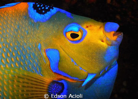 Queen Angelfish. Nikon D90; 60mm AF-S ED, strobes YS-120. by Edson Acioli 
