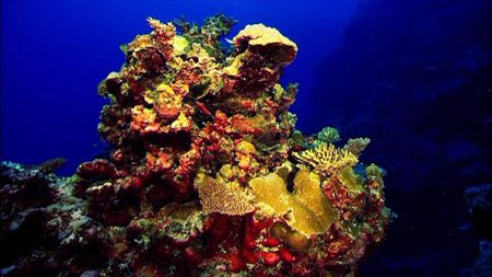 Coral Sea, frame from HDCAM footage. by Pawel Achtel 