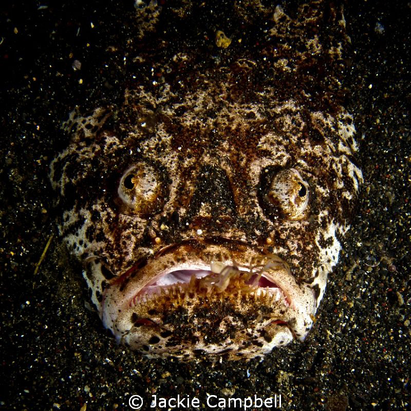 Who's a pretty boy then.....well certainly not this starg... by Jackie Campbell 