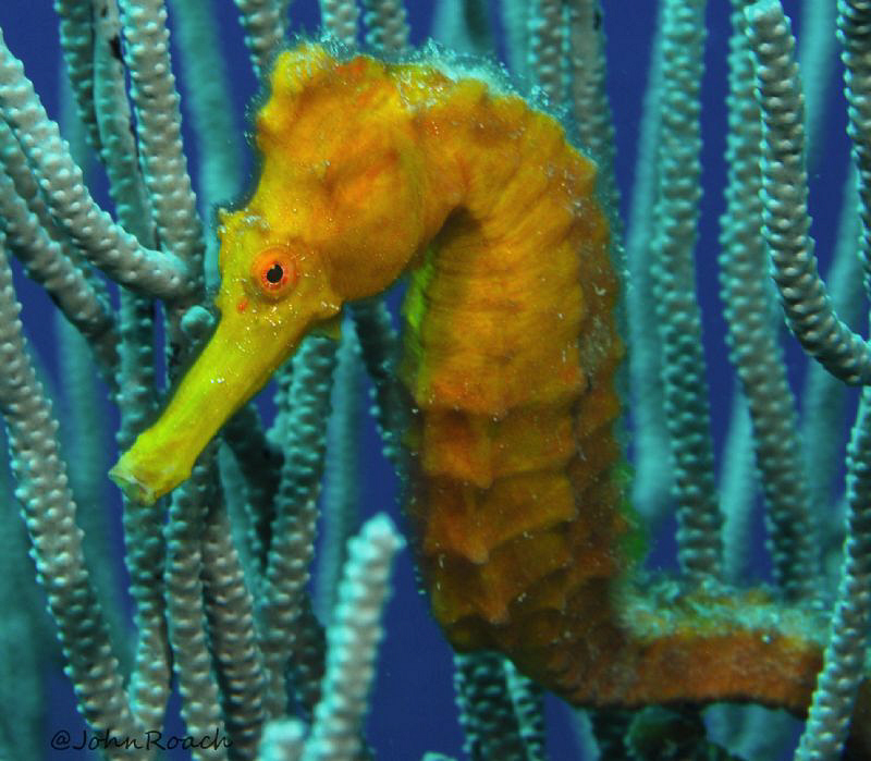 Longsnout Seahorse by John Roach 