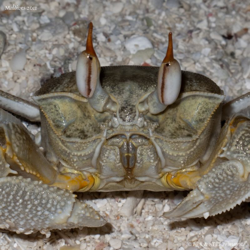 Ghost crab (Ocypode ceratophtalma). by Bea & Stef Primatesta 
