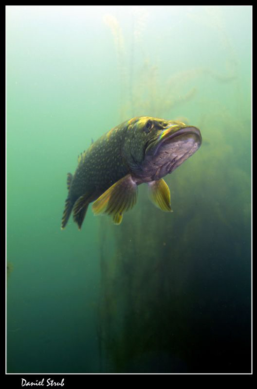 King pike in his pond :-D by Daniel Strub 