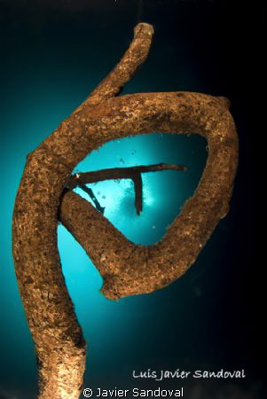 death tree at 24m in cenote Angelita near Tulum Mexico by Javier Sandoval 