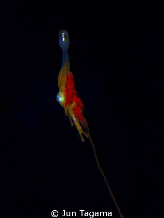 Juvenile Jellyfish - ID please?? by Jun Tagama 