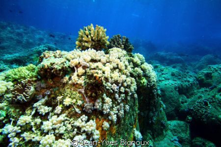 Reef Mauritius ,Soft Corals Pointe Aux Piments Mauritius ... by Jean-Yves Bignoux 