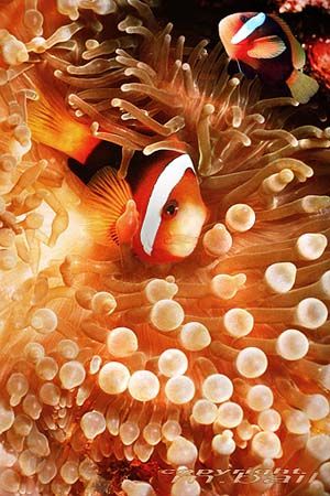 ghizo/solomon islands/clownfish/Nik.RS/ by Manfred Bail 