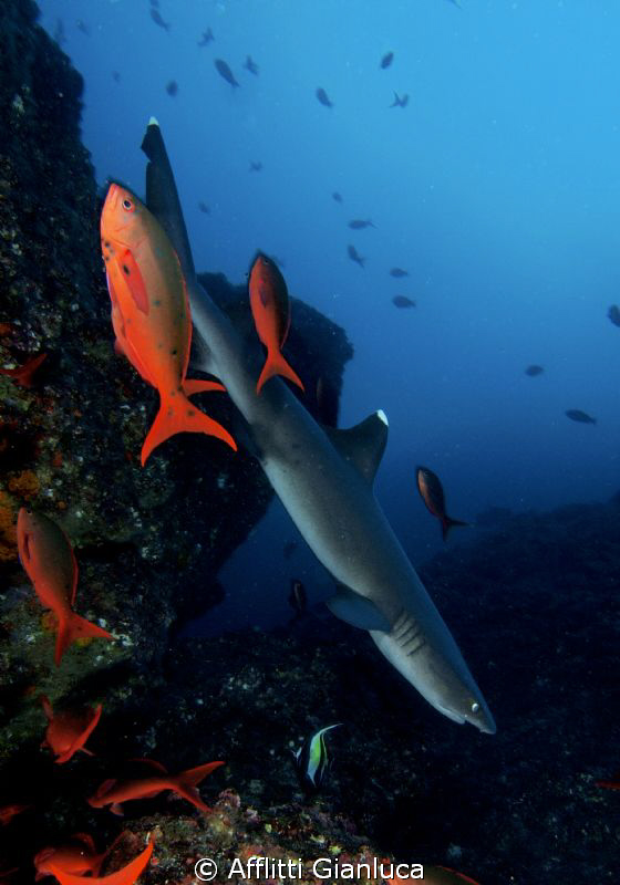 SHARK IN THE MARINE ENVIRONMENT by Afflitti Gianluca 